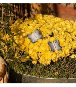 Oliu0026Carol Blues the Butterfly Outlet