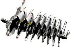 EUGY · Vaca Holstein Clearance