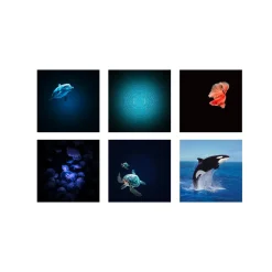 Kidywolf Kidystar · Outlet