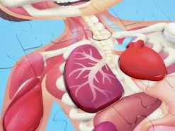 Hape Puzzle Cuerpo Humano ·